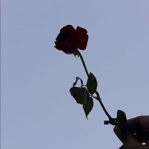 Meet your Posher, Haylie